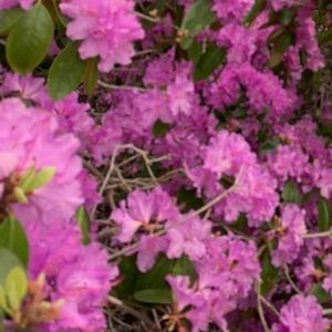 Meet your Posher, Mia